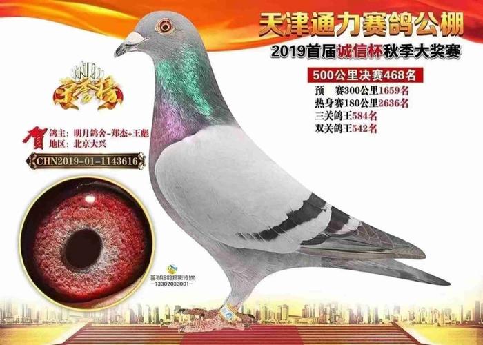 通力電梯電話，通力公棚賽鴿公棚